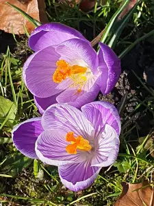 Annelies 02 Lente 2